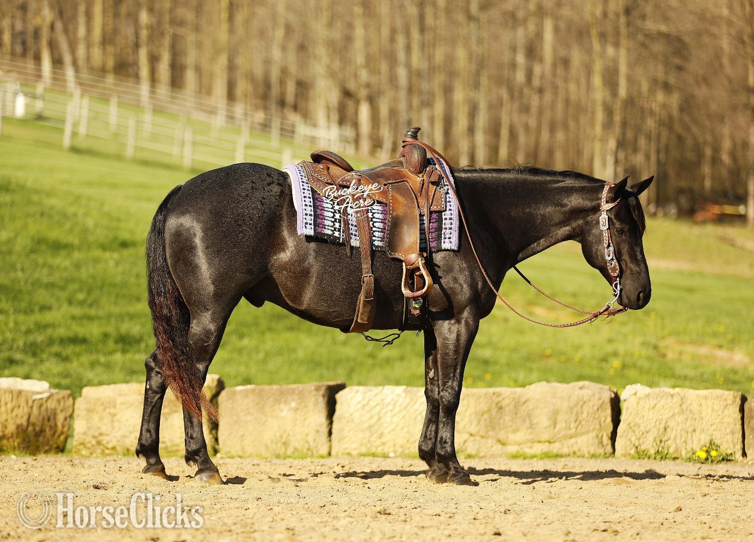 "Truly" Blue Roan Gelding Quarter Horse - Quarter Horse in Ohio