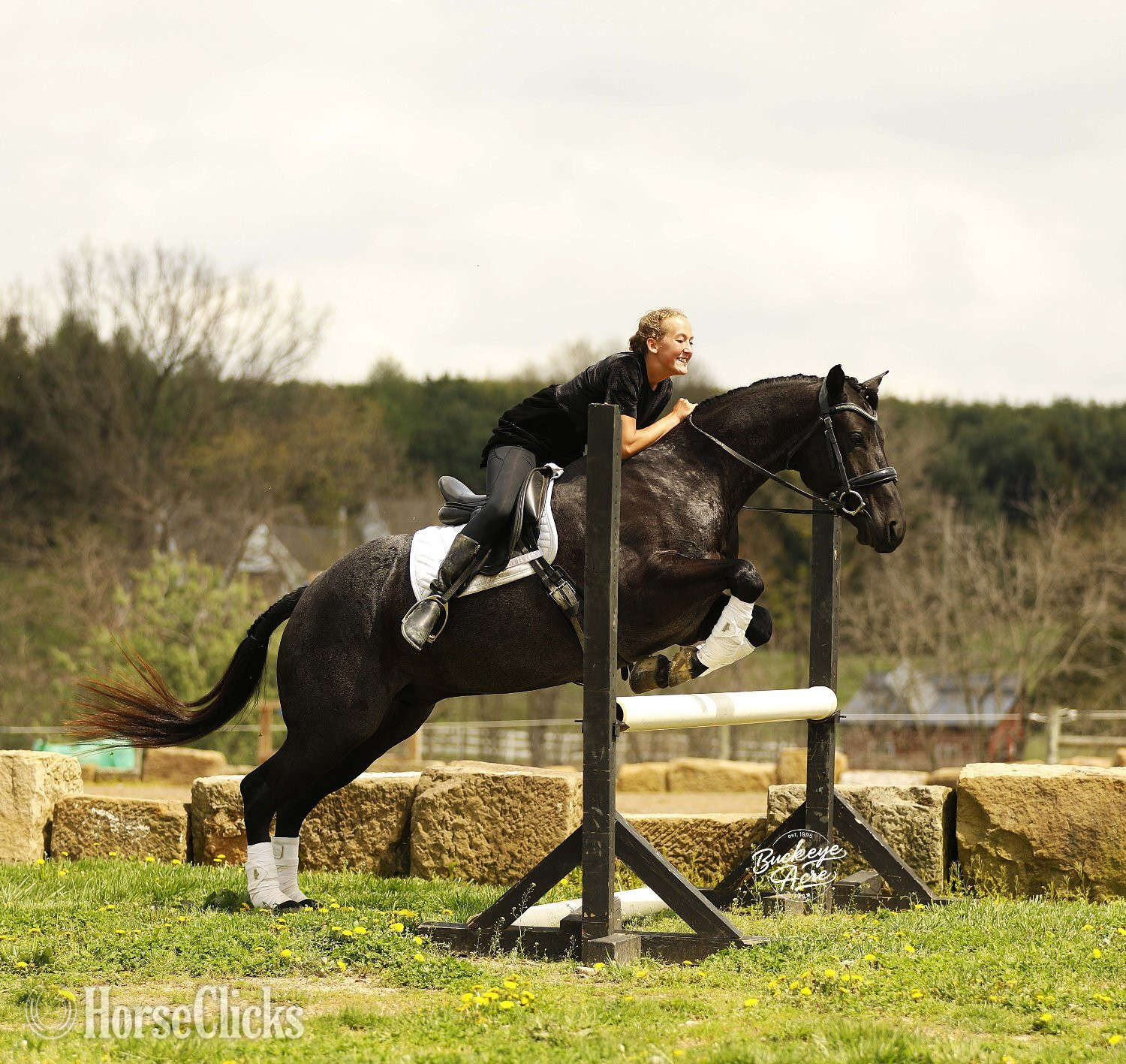 "Truly" Blue Roan Gelding Quarter Horse - Quarter Horse