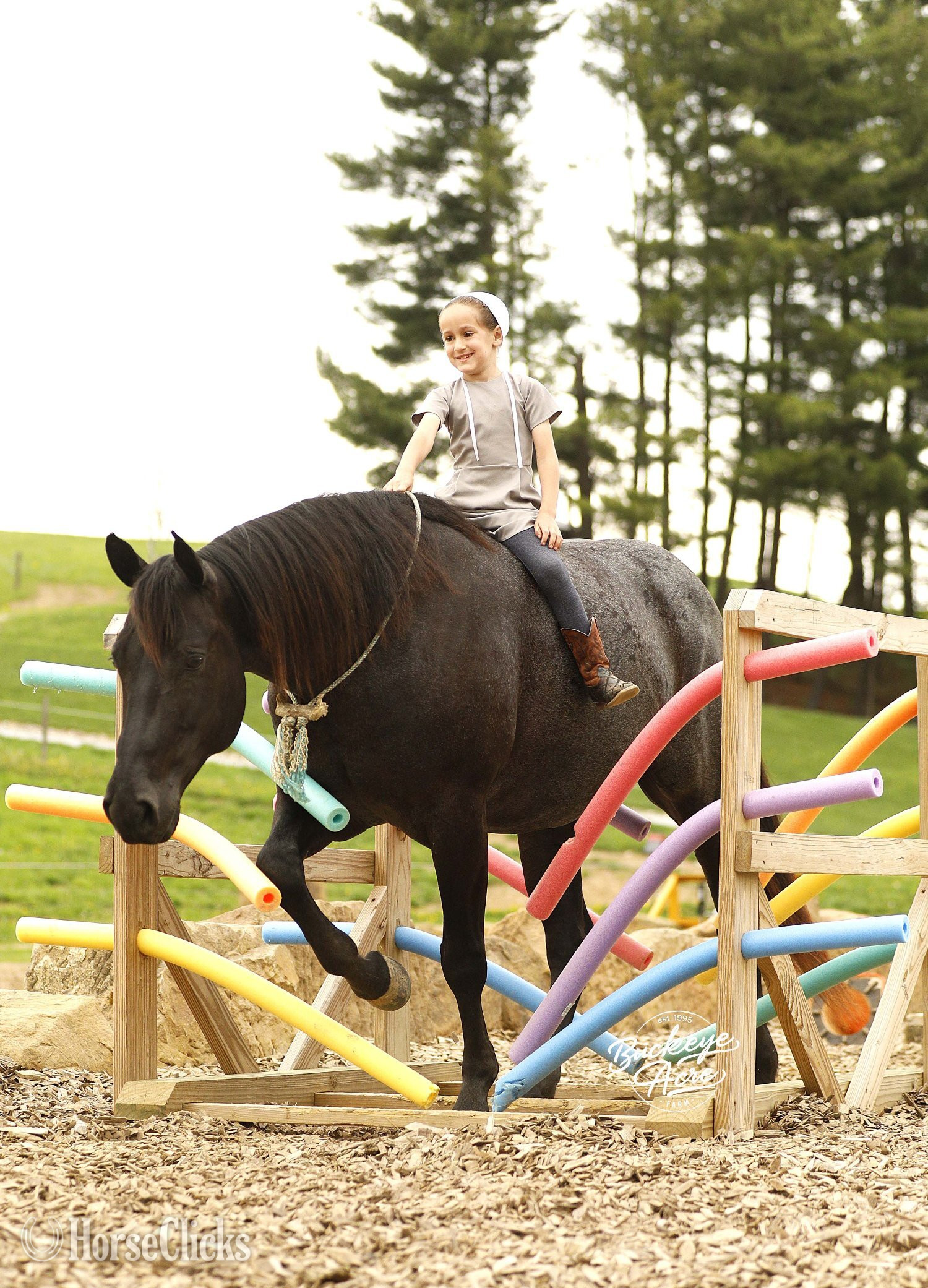 "Truly" Blue Roan Gelding Quarter Horse Ohio