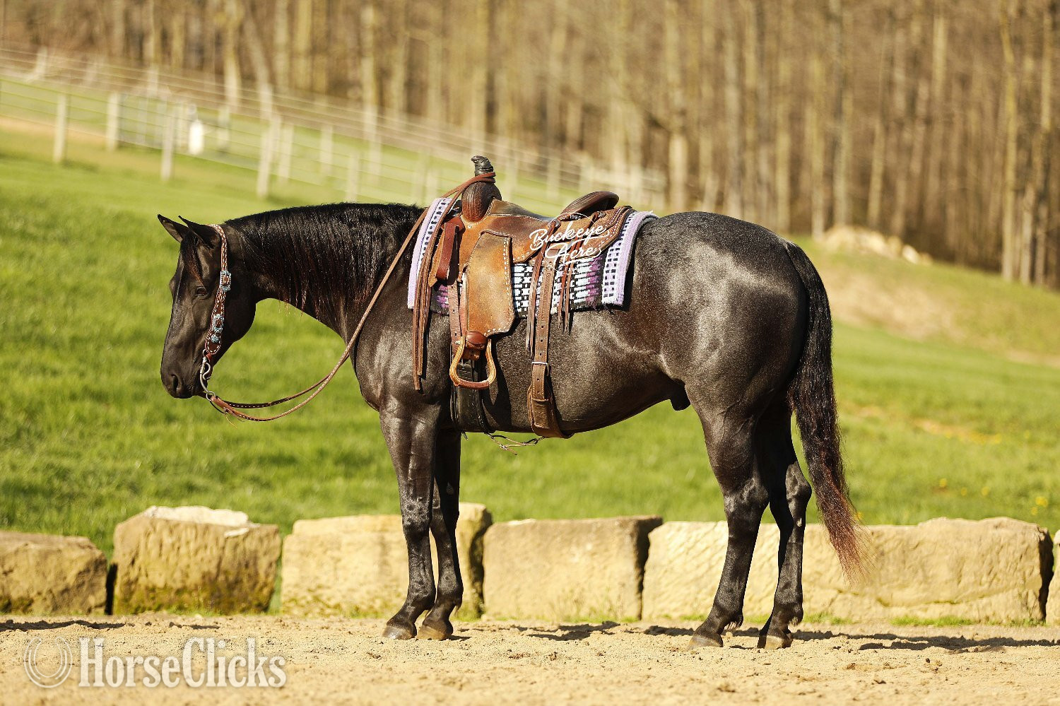 Quarter Horse - "Truly" Blue Roan Gelding Quarter Horse in Ohio