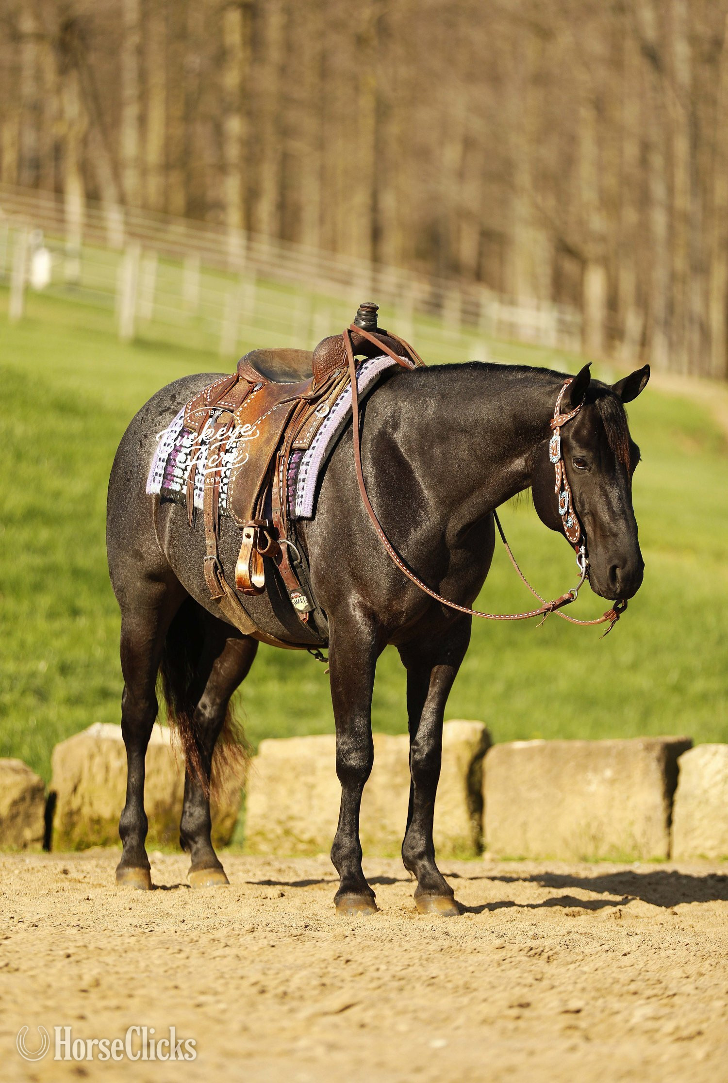Quarter Horse - "Truly" Blue Roan Gelding Quarter Horse