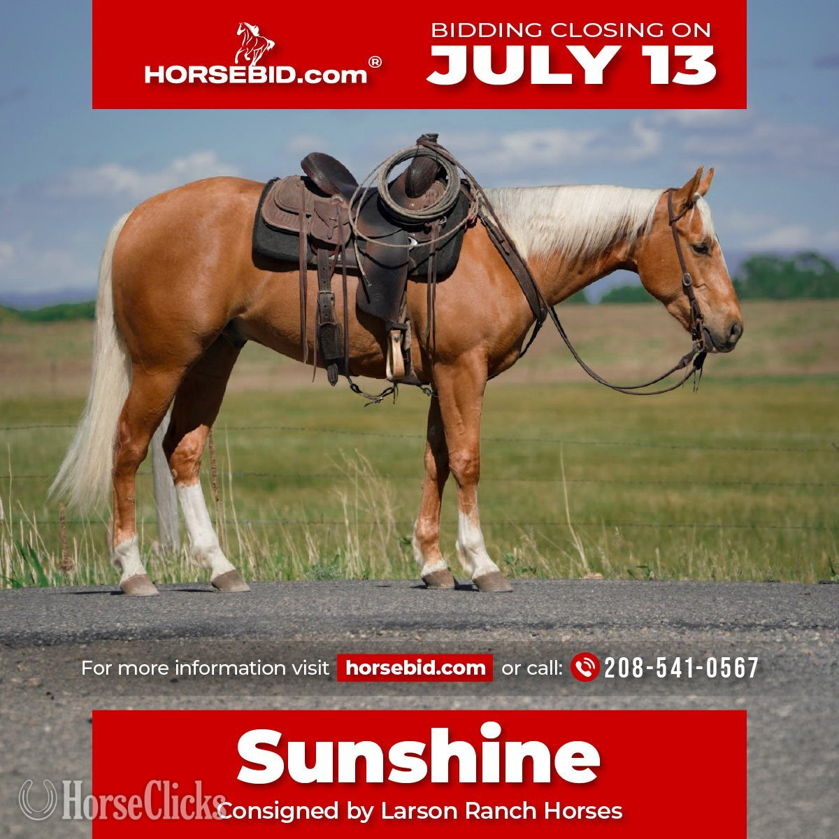 "Sunshine" Palomino Gelding Quarter Horse in Idaho