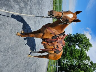 "Timber" Chestnut Mare Thoroughbred