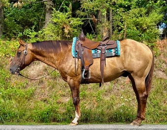 "Gus" Dun Gelding Quarter Horse