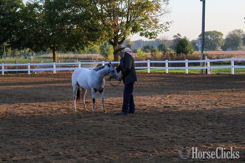 "TBC TOUGH IMPULSIVE KID" White Stallion POA in Tennessee