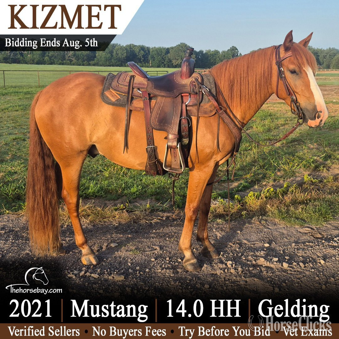 "Kizmet" Sorrel Gelding Mustang in Arkansas