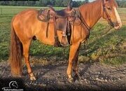 "Kizmet" Sorrel Gelding Mustang