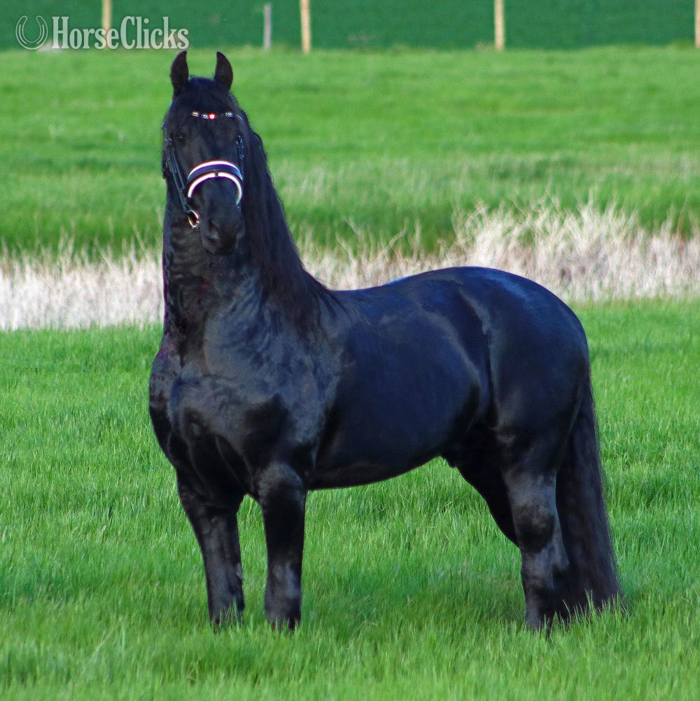Black 16.3hh Friesian Stallion