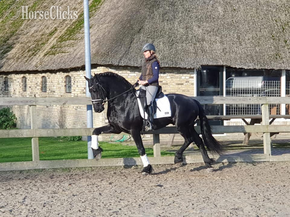 Black 16.3hh Friesian Stallion in South Dakota