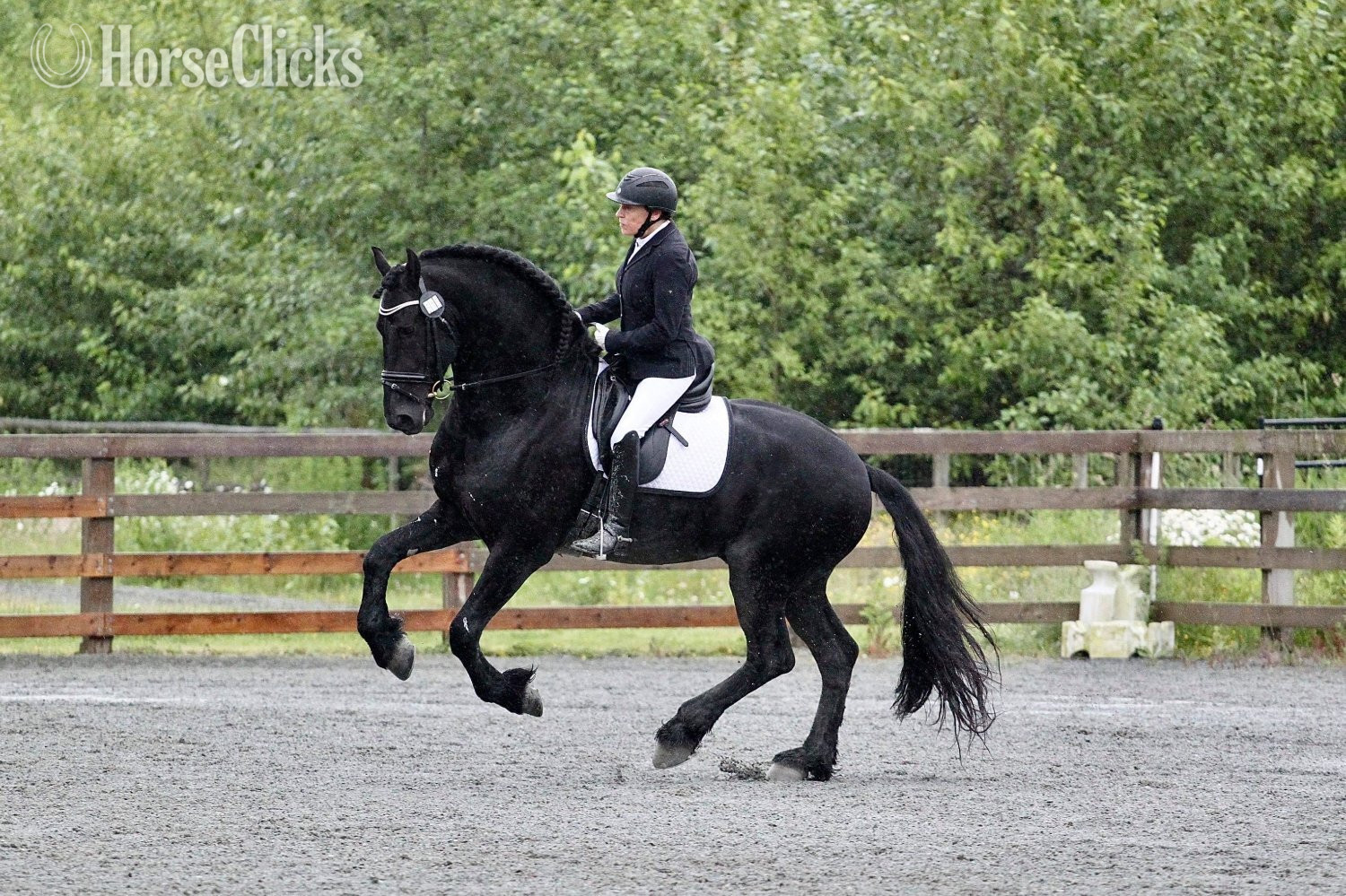 South Dakota Black 16.3hh Friesian Stallion
