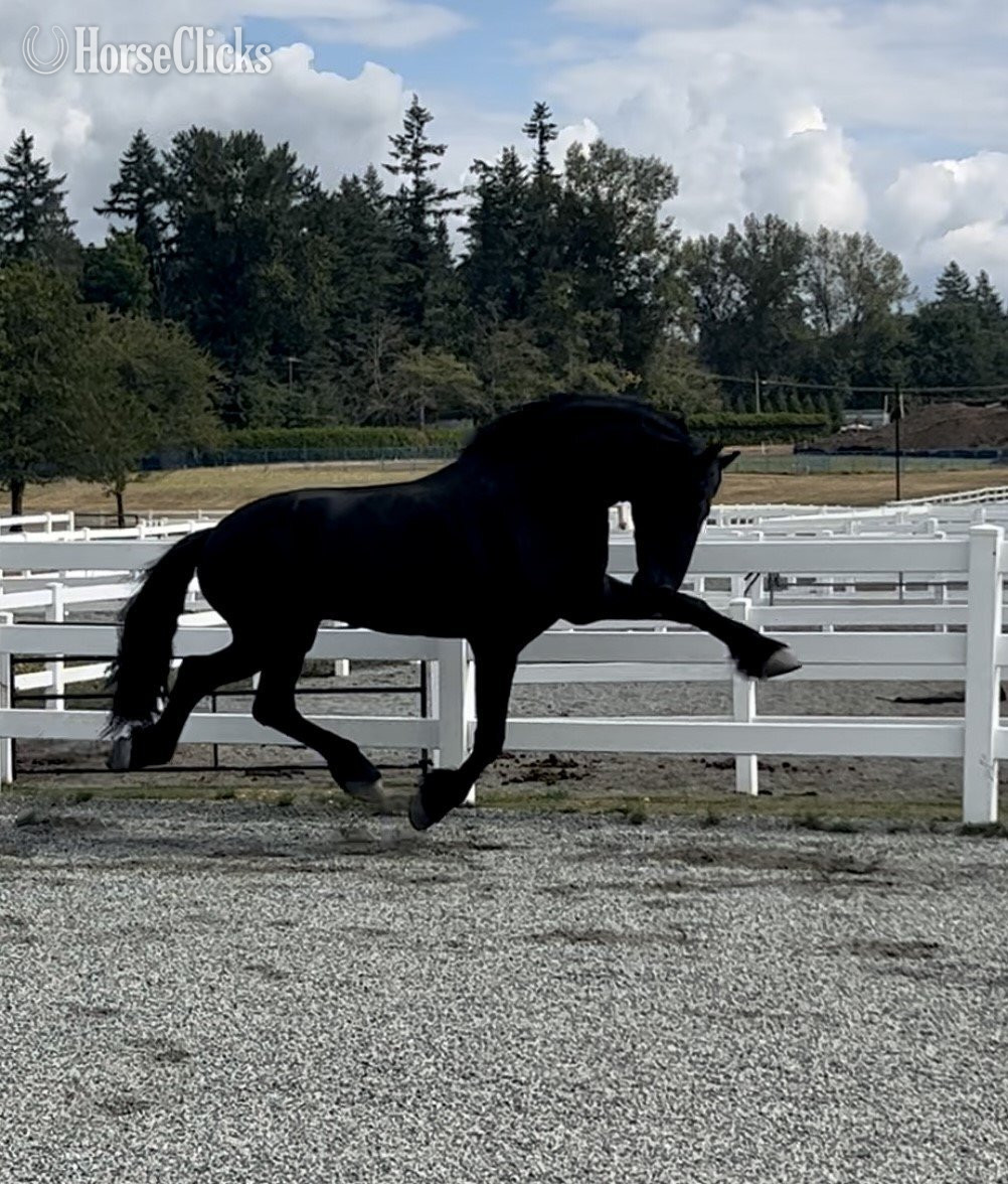 Black 16.3hh Friesian Stallion - Friesian in South Dakota