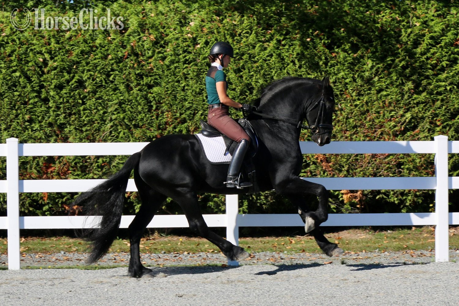 Black 16.3hh Friesian Stallion - Friesian