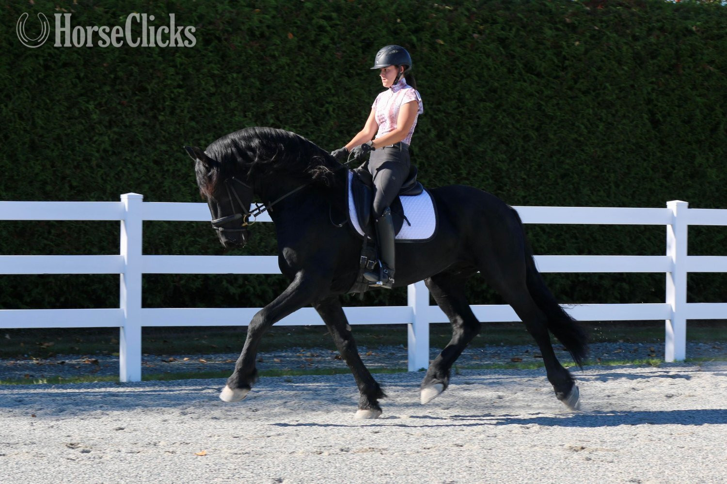 Black 16.3hh Friesian Stallion South Dakota