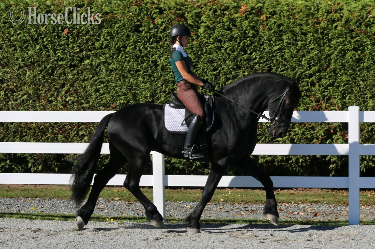 Friesian - Black 16.3hh Friesian Stallion in South Dakota