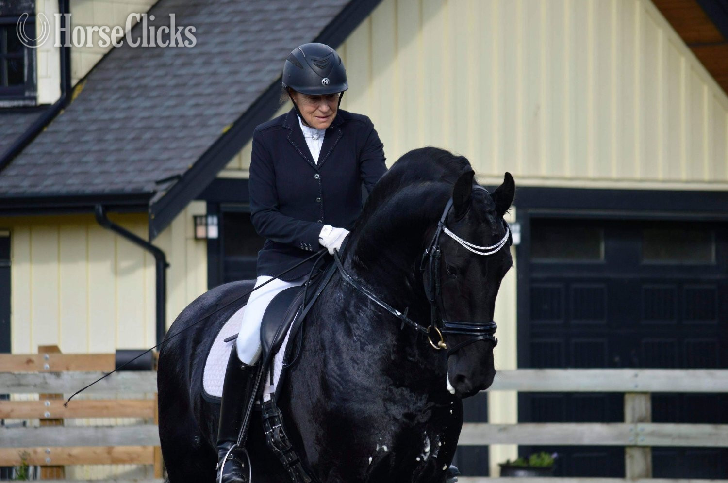 Friesian - Black 16.3hh Friesian Stallion