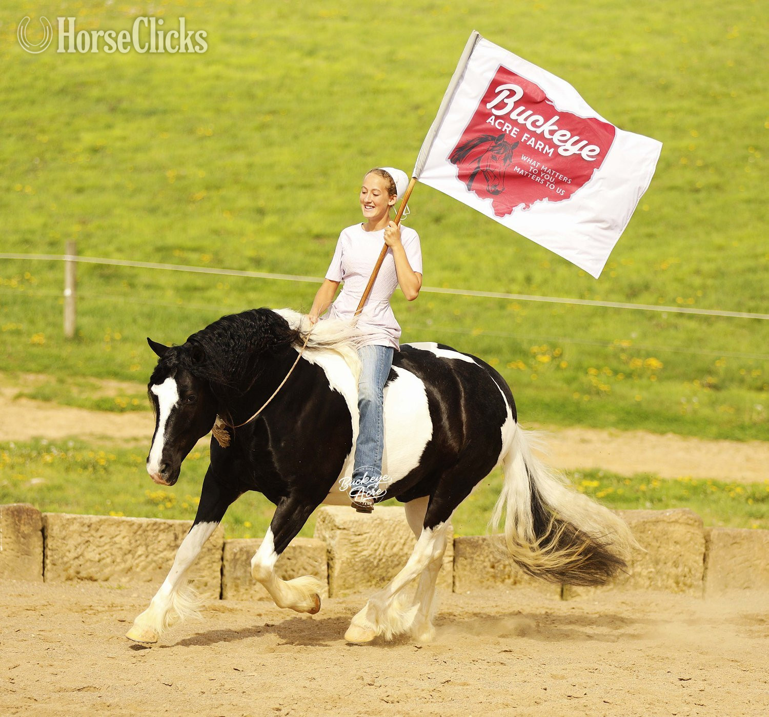 "Shamu" Piebald Gelding Draft in Ohio