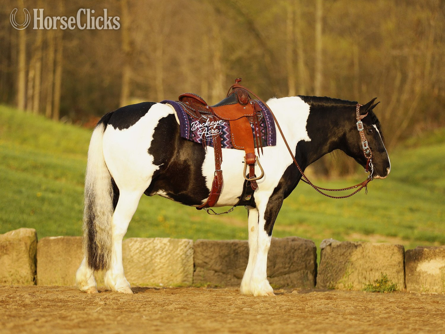 Ohio "Shamu" Piebald Gelding Draft