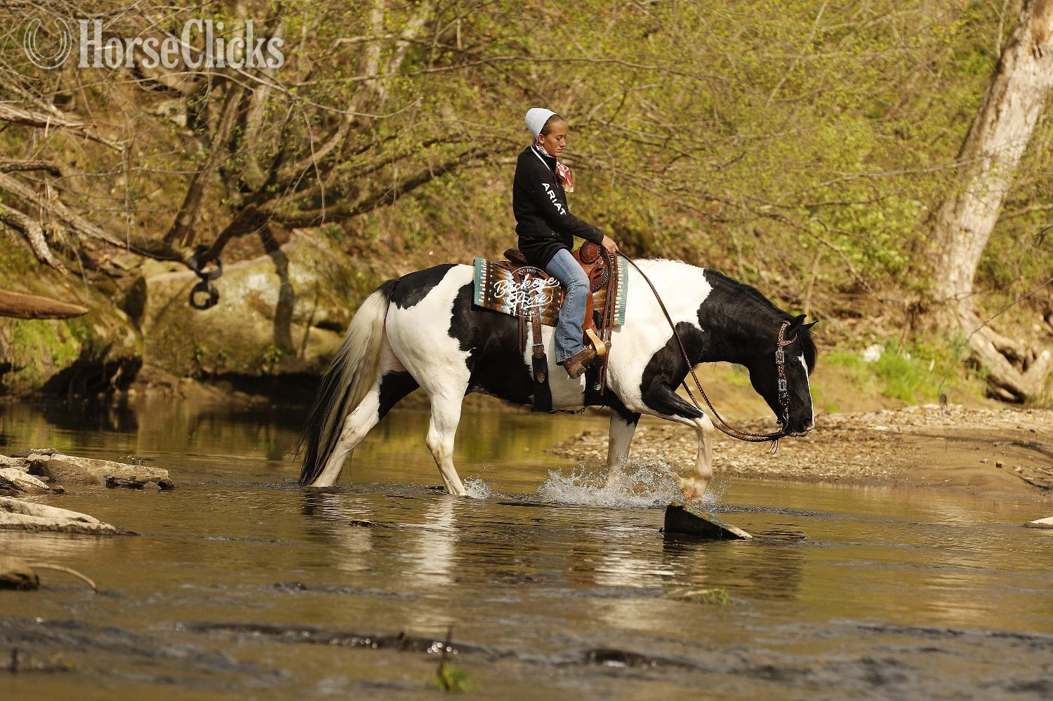 "Shamu" Piebald Gelding Draft - Draft in Ohio