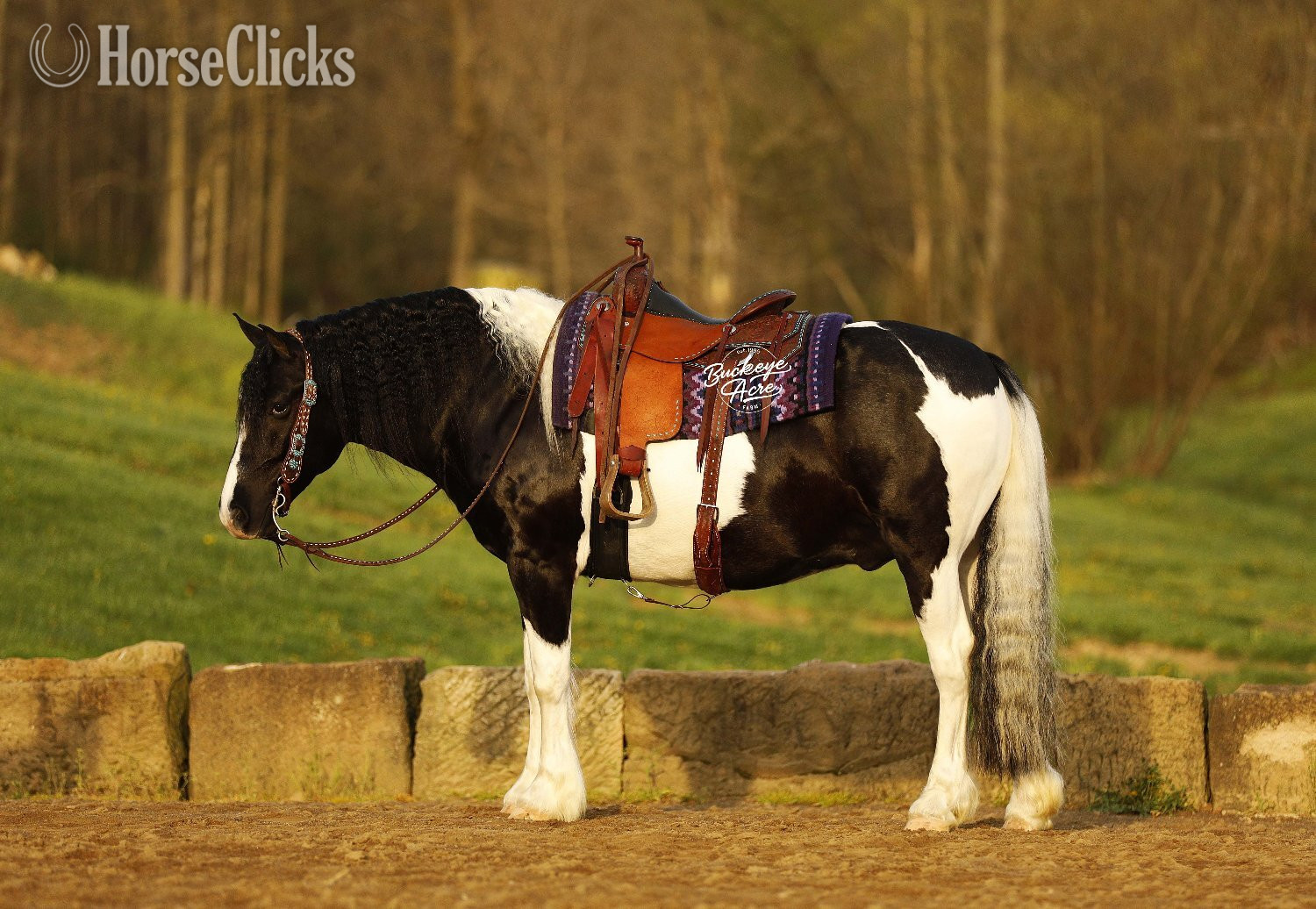 "Shamu" Piebald Gelding Draft - Draft
