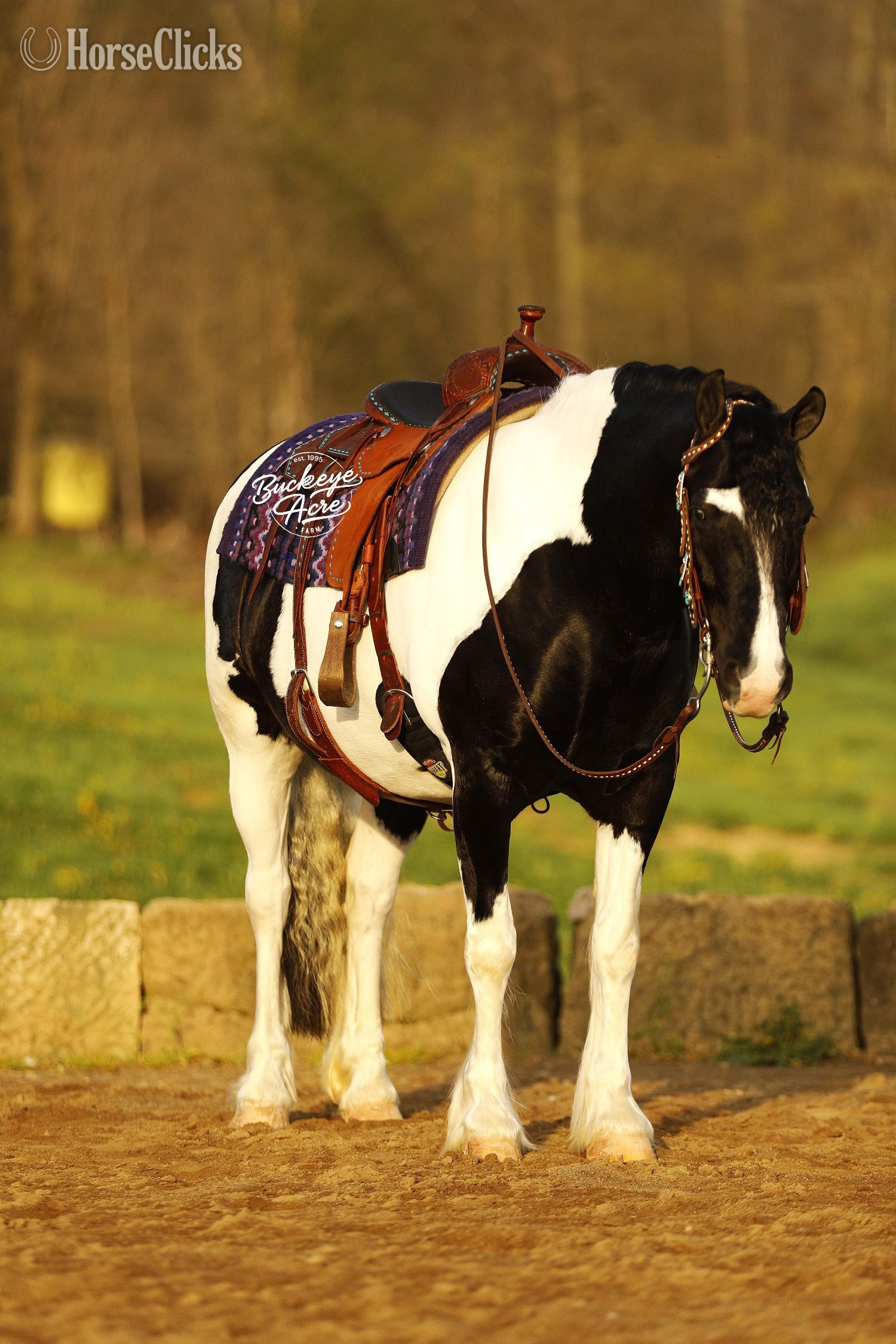 "Shamu" Piebald Gelding Draft Ohio