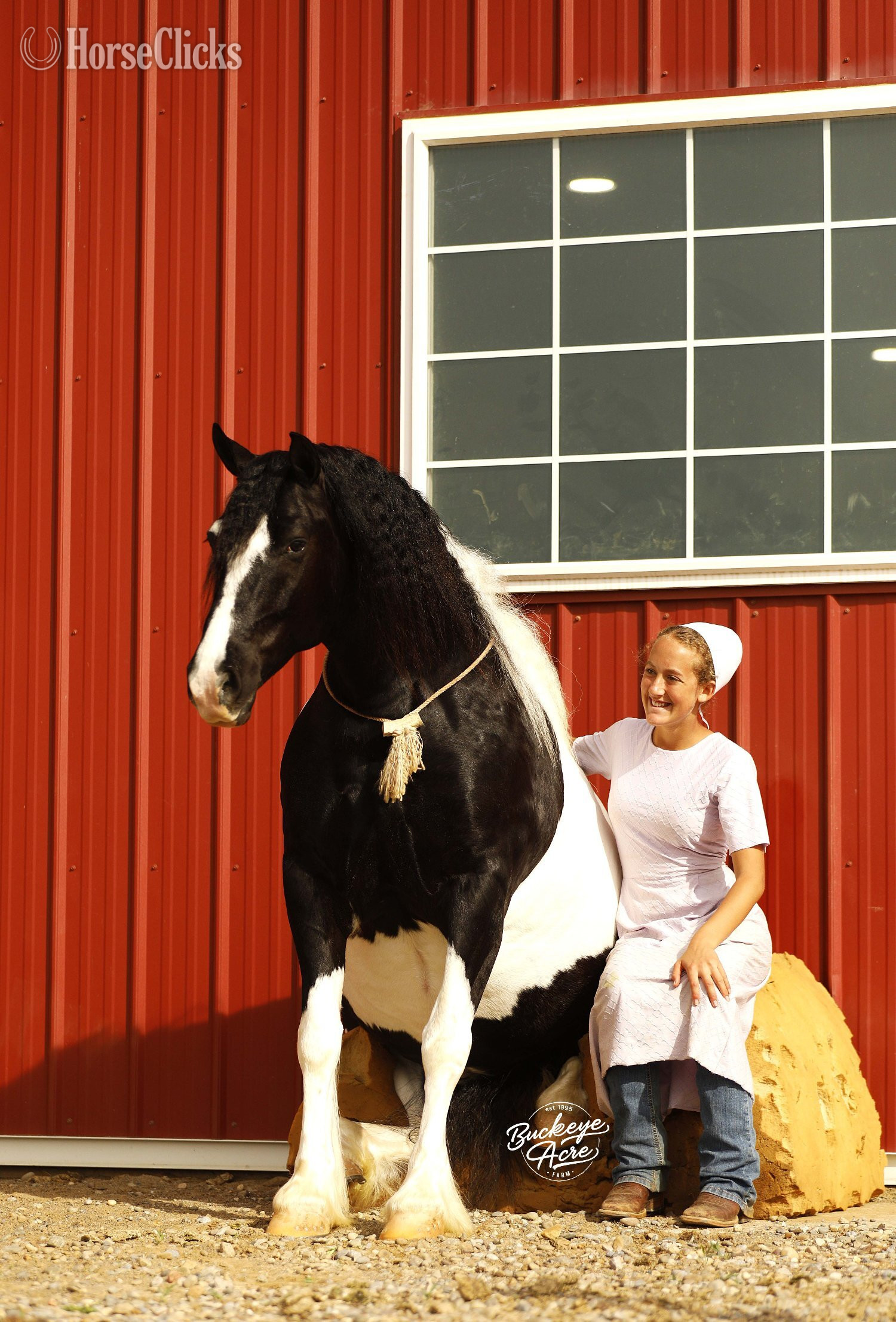 Draft - "Shamu" Piebald Gelding Draft in Ohio