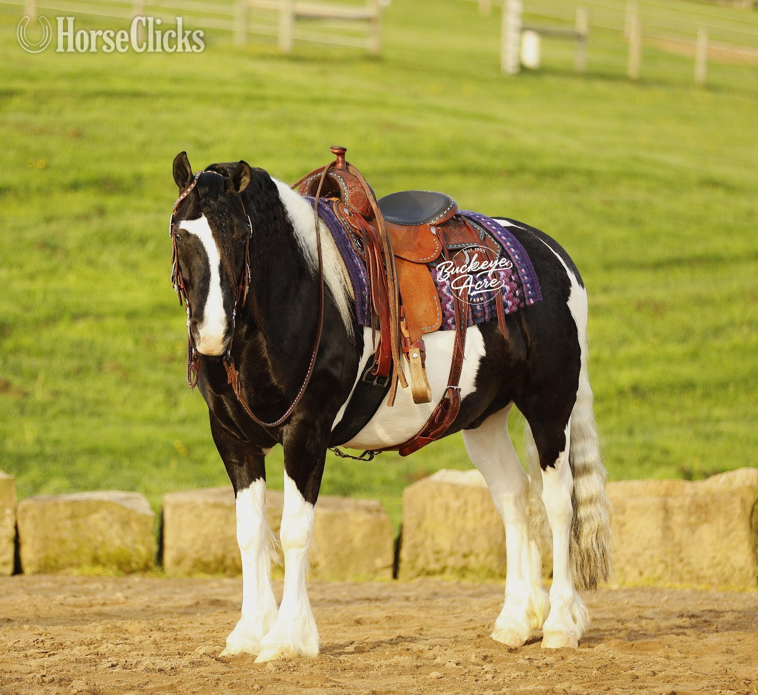 Draft - "Shamu" Piebald Gelding Draft