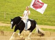 "Shamu" Piebald Gelding Draft