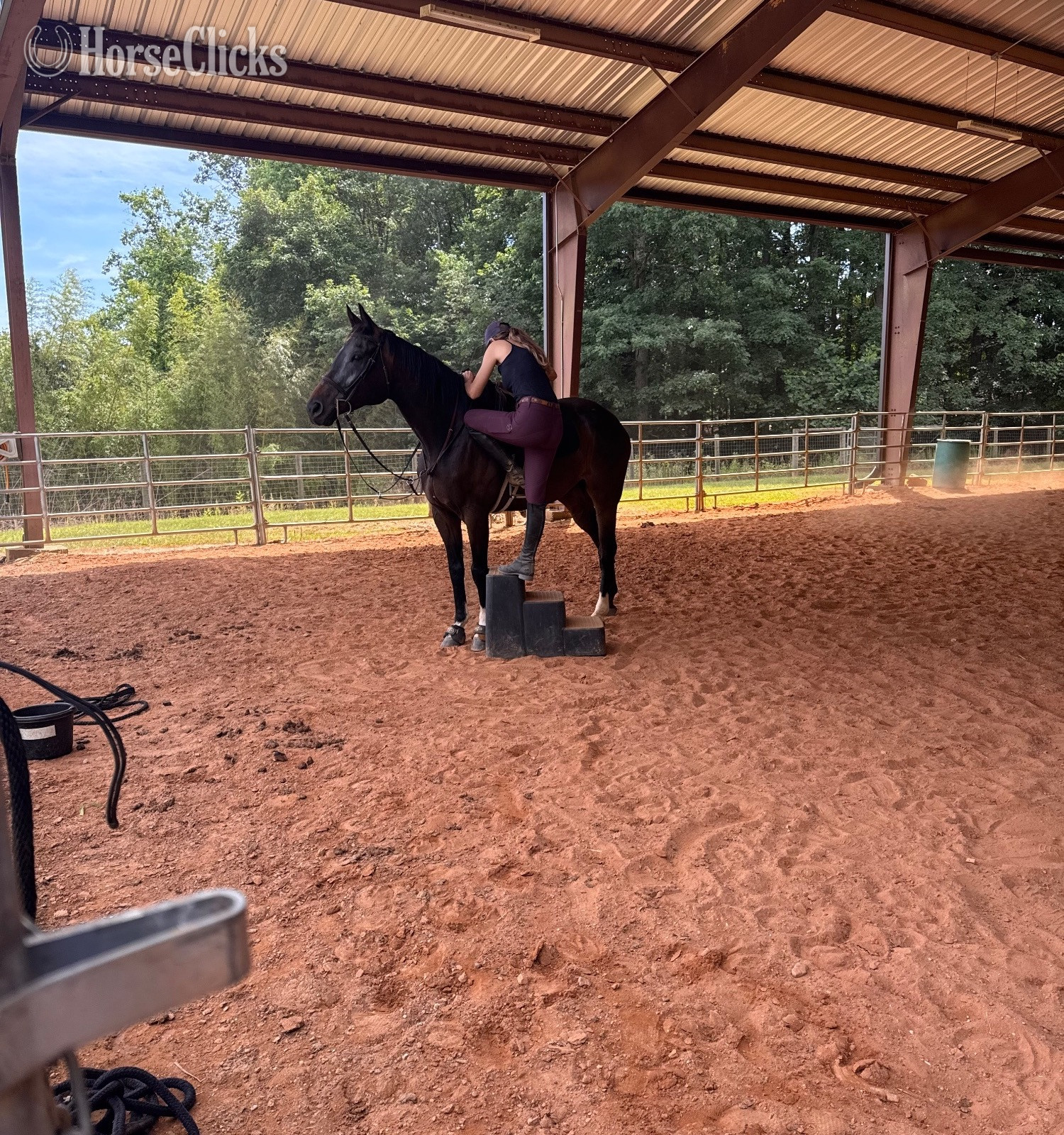 "Drako" Bay Gelding Thoroughbred