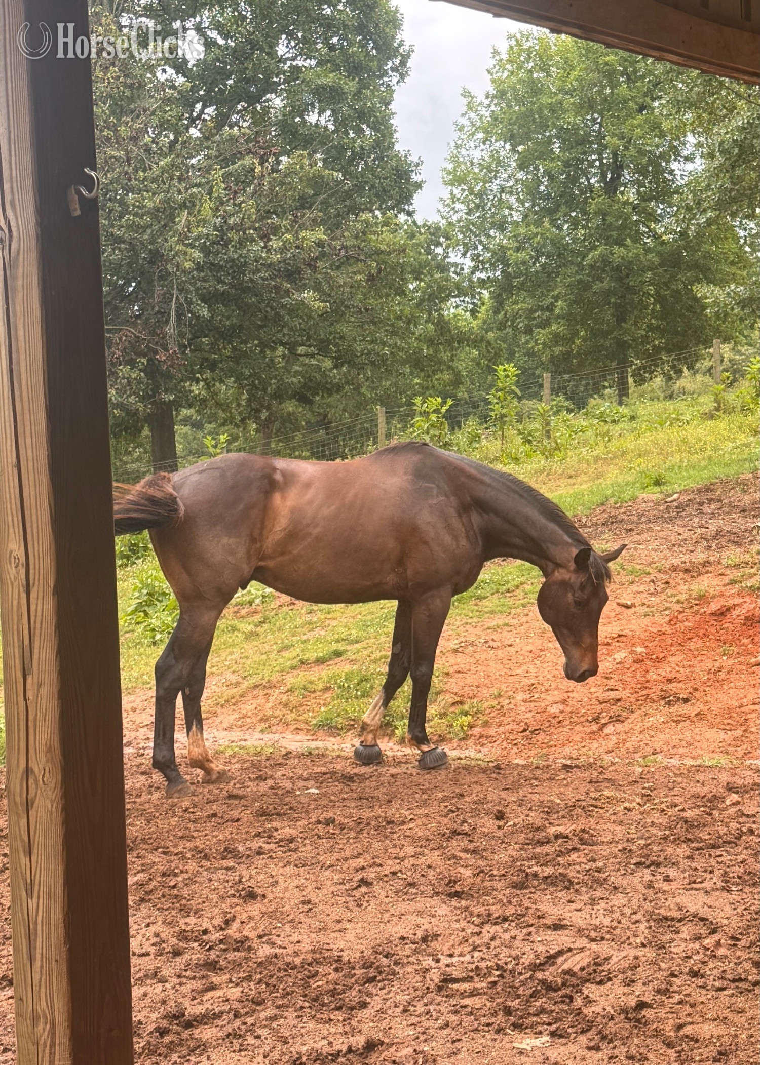 Georgia "Drako" Bay Gelding Thoroughbred