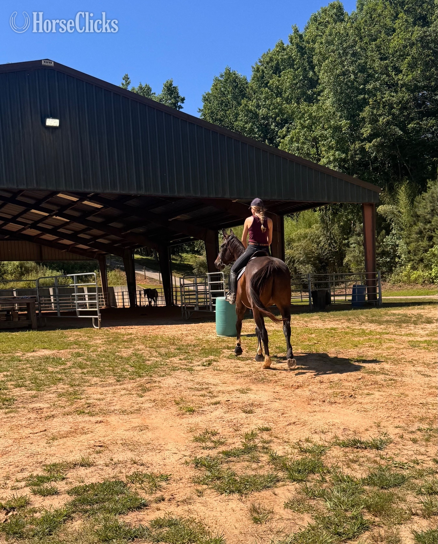 "Drako" Bay Gelding Thoroughbred - Thoroughbred