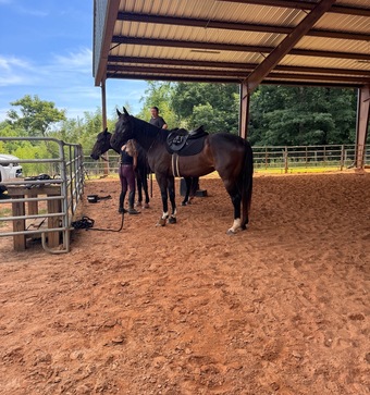 "Drako" Bay Gelding Thoroughbred