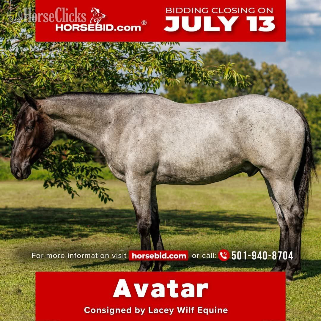 "Avatar " Blue Roan Gelding Percheron in Arkansas