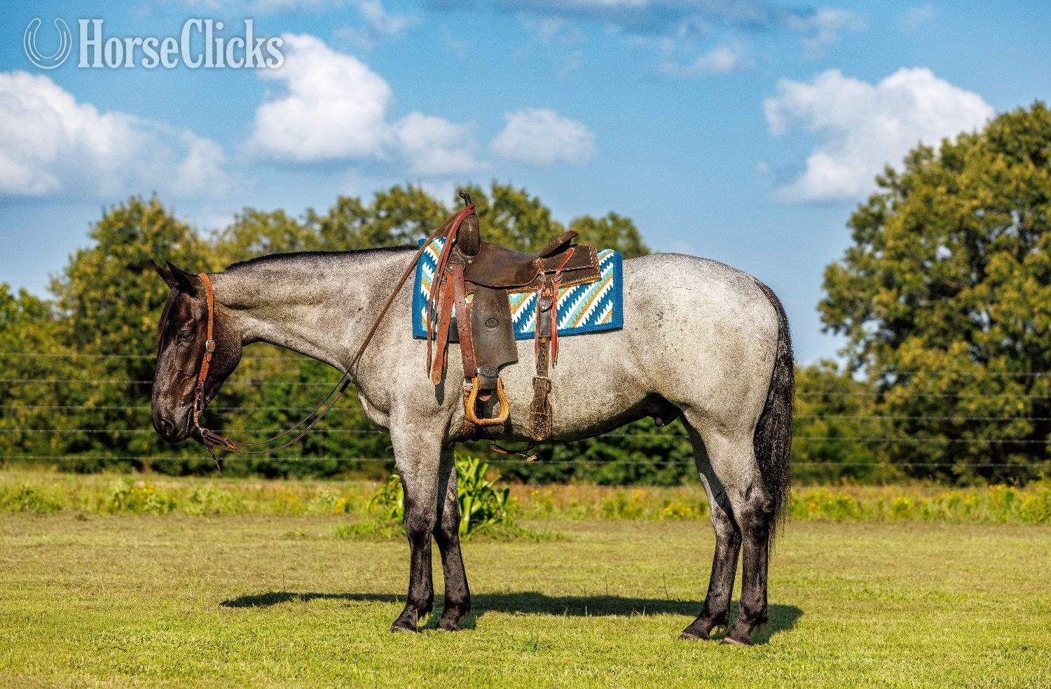 "Avatar " Blue Roan Gelding Percheron