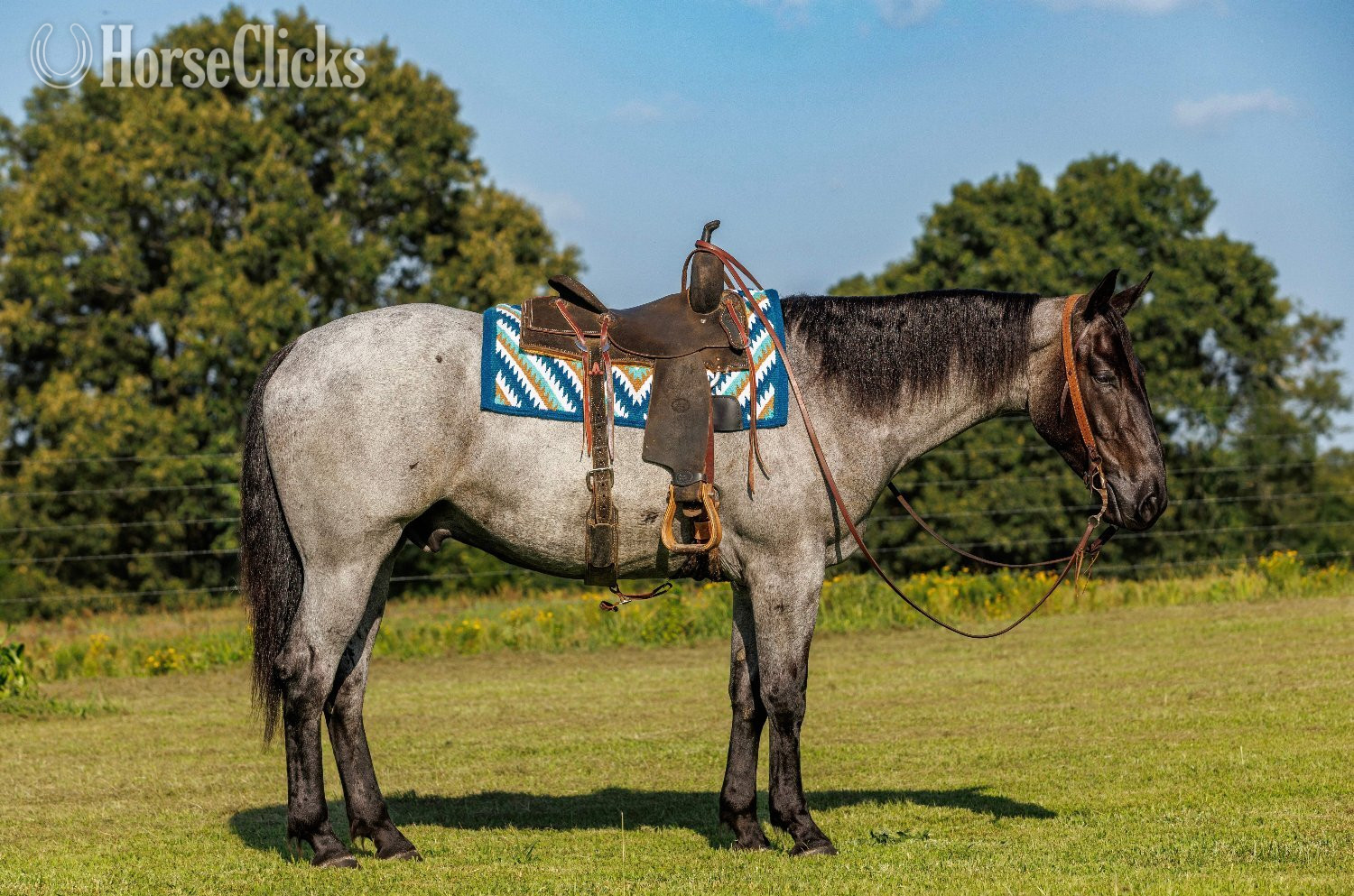 Arkansas "Avatar " Blue Roan Gelding Percheron
