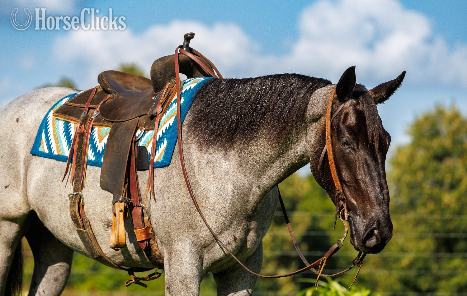 "Avatar " Blue Roan Gelding Percheron - Percheron in Arkansas