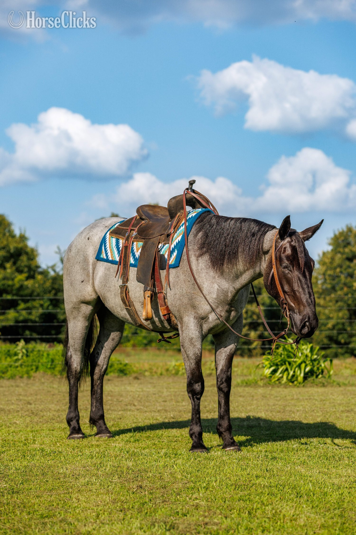 "Avatar " Blue Roan Gelding Percheron - Percheron