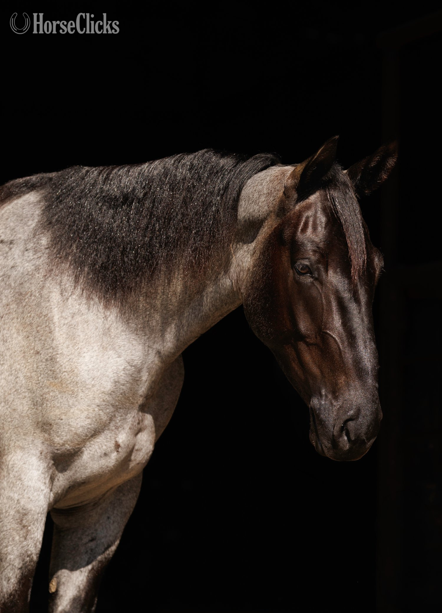 "Avatar " Blue Roan Gelding Percheron Arkansas