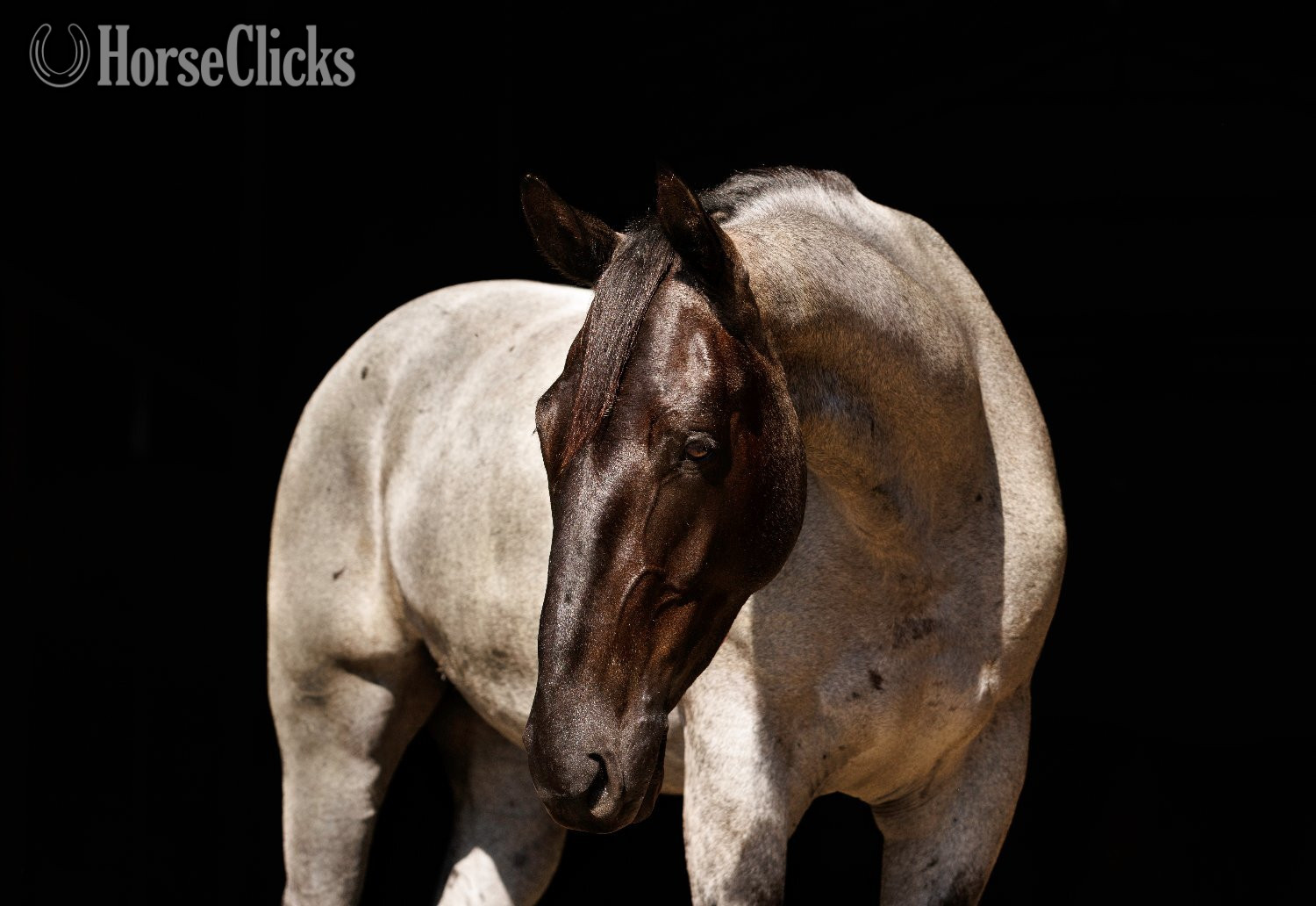 Percheron - "Avatar " Blue Roan Gelding Percheron in Arkansas