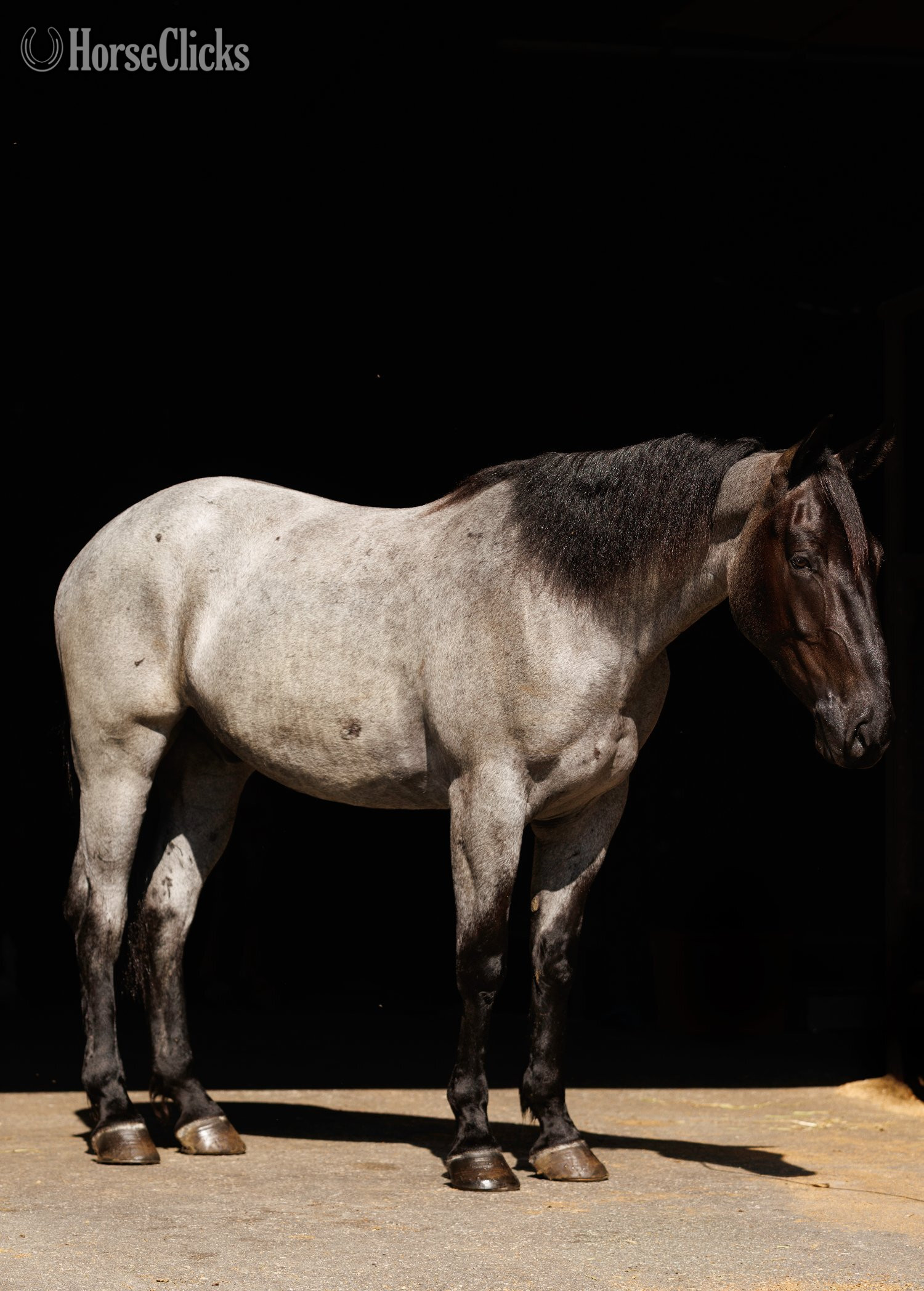 Percheron - "Avatar " Blue Roan Gelding Percheron