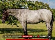 "Avatar " Blue Roan Gelding Percheron