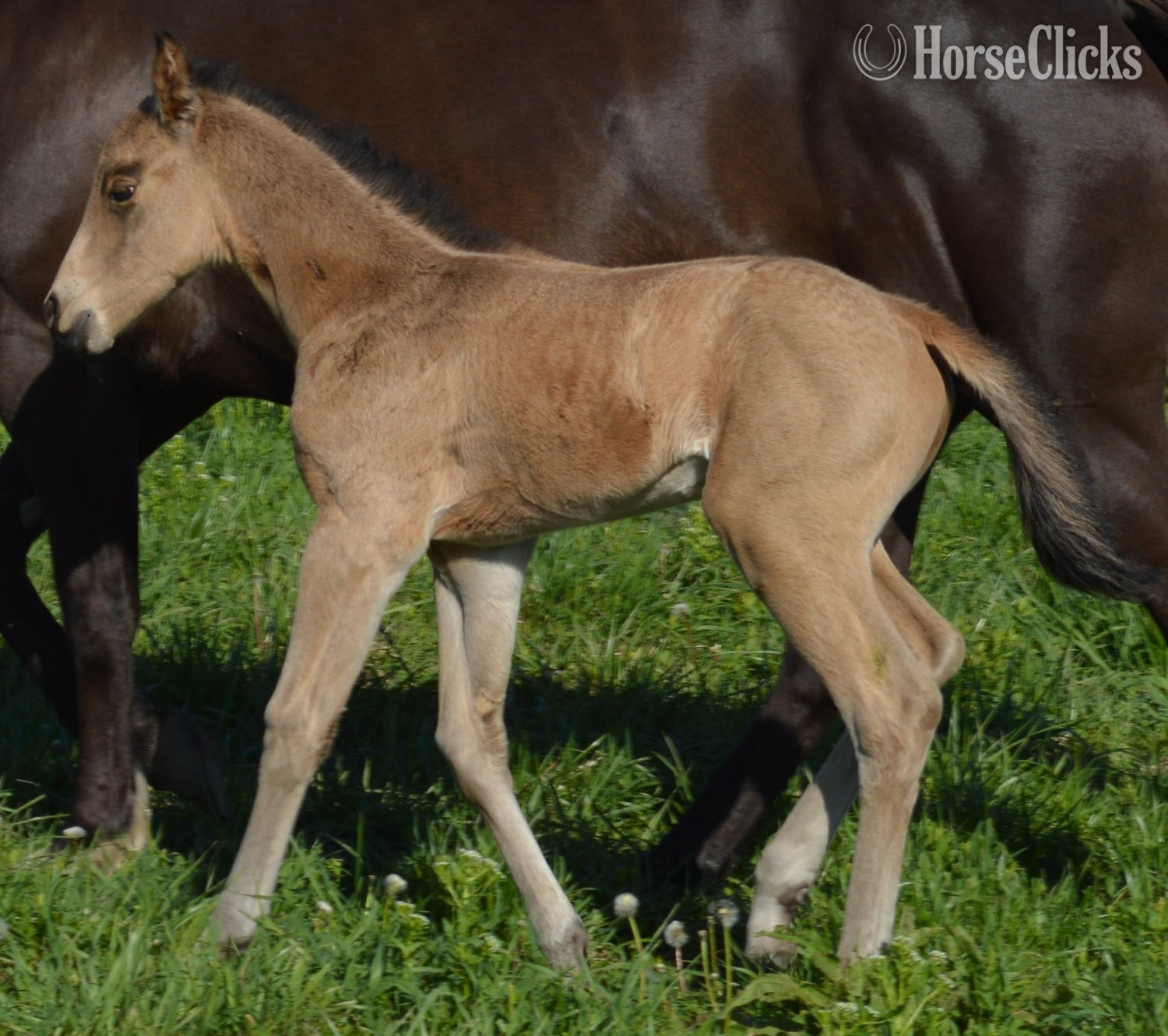 "Corona - Pymts OK" Buckskin Filly Quarter Horse in Missouri