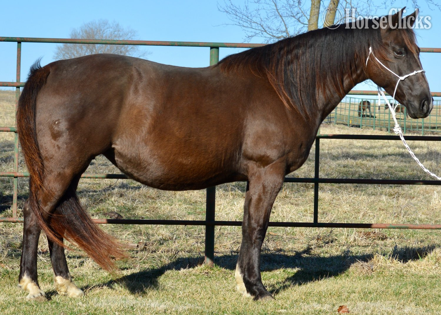 Missouri "Corona - Pymts OK" Buckskin Filly Quarter Horse