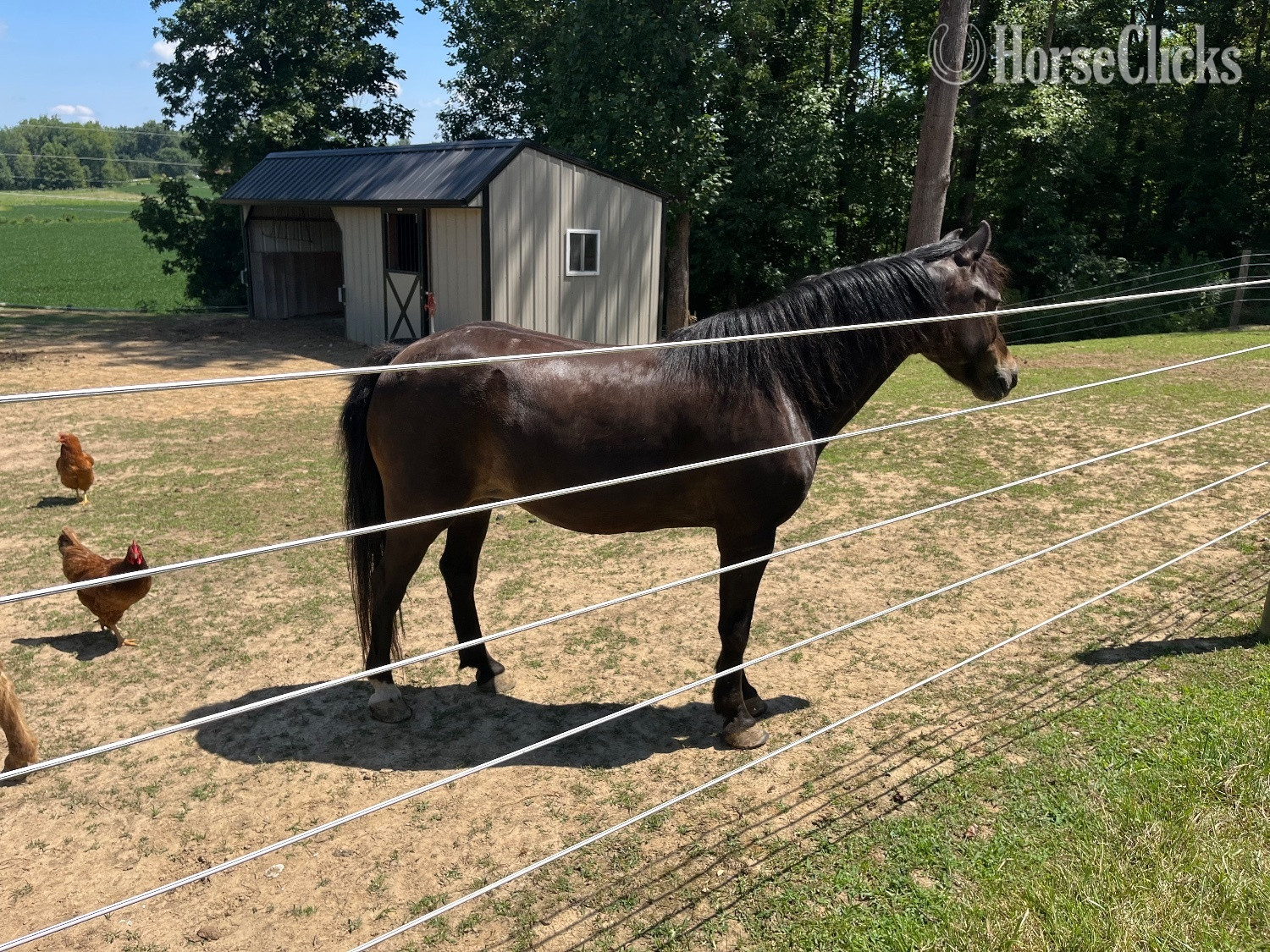"Coco" Chocolate Gelding Pony