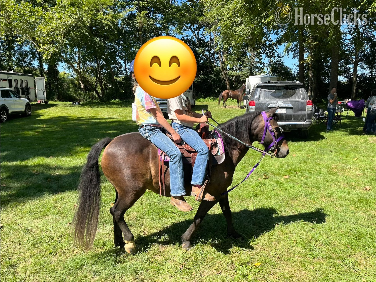 "Coco" Chocolate Gelding Pony - Pony in 