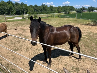 "Coco" Chocolate Gelding Pony