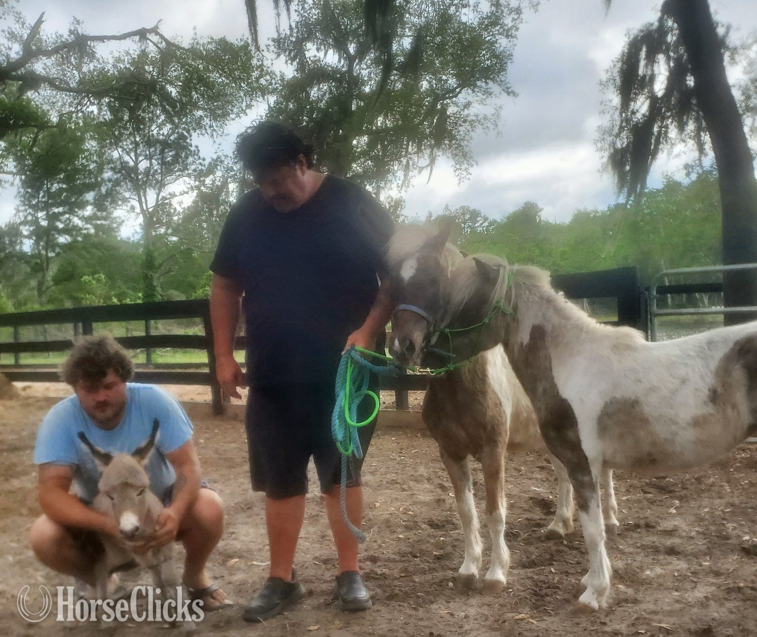Florida "Baby Mini Donkeys Mini Cows Mini Horses " Pinto Mare Donkey