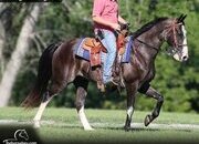 "Big Mike" Roan Gelding Tennessee Walker