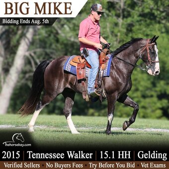 "Big Mike" Roan Gelding Tennessee Walker