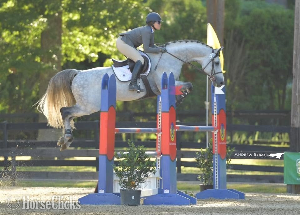 Holsteiner - "Indigo" Grey Gelding Holsteiner