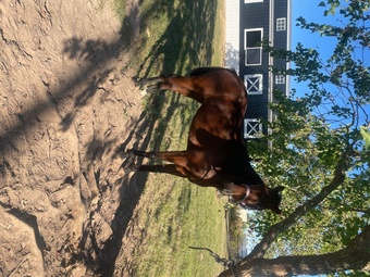"Xena" Bay Mare Standardbred
